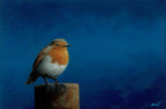 roodborst op paaltje   15 x 10 cm (verkocht)